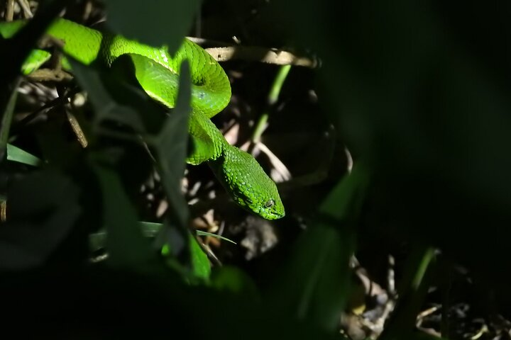 Small Group Night Walking Tour in Monteverde - Photo 1 of 6